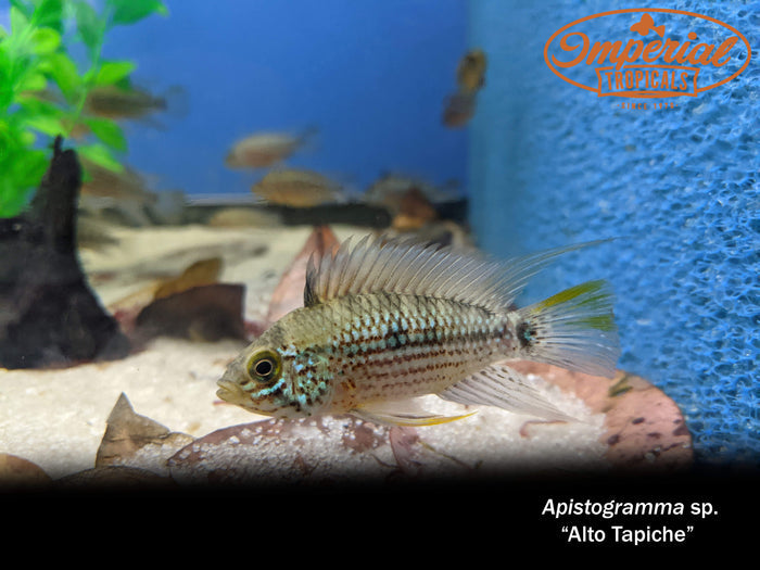Apistogramma sp. Alto Tapiche