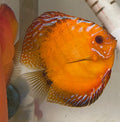 Apricot Discus (Symphysodon aequifasciata)