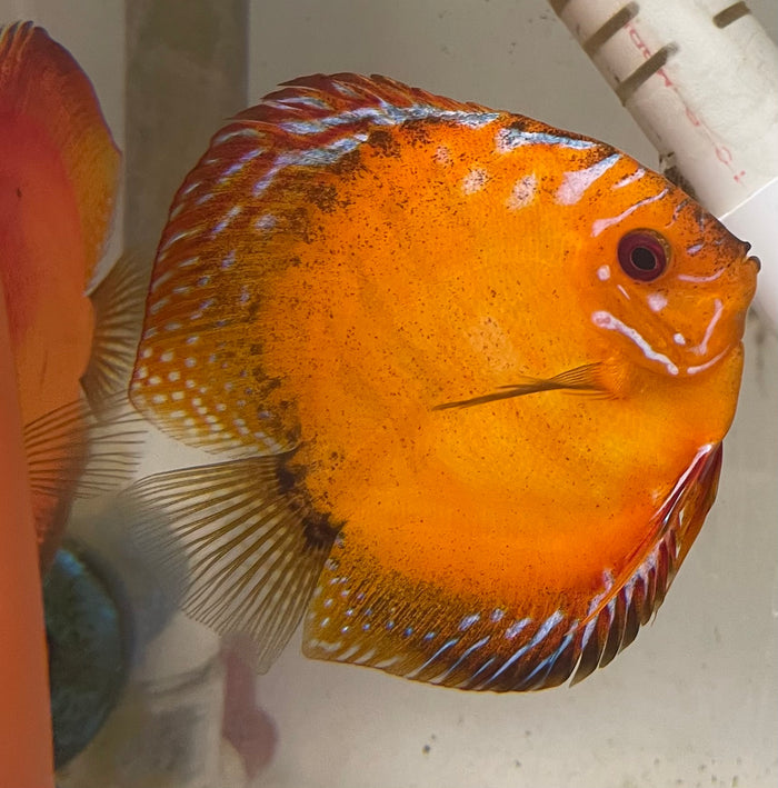 Apricot Discus (Symphysodon aequifasciata)