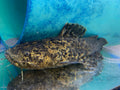 Apure Jelly Catfish (Cephalosilurus apurensis)