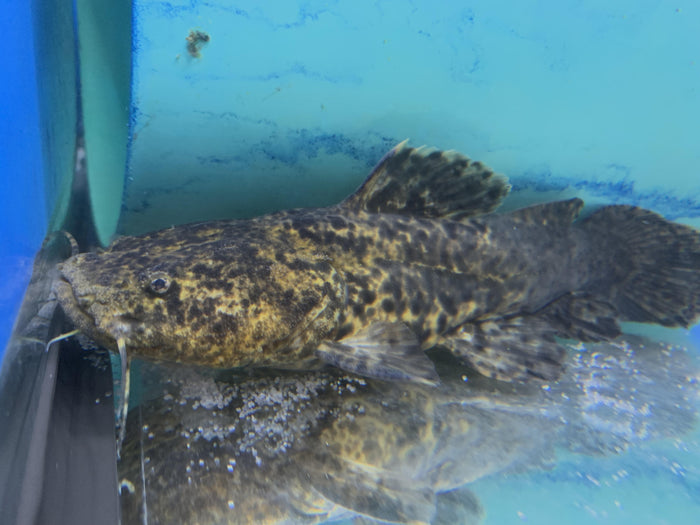 Apure Jelly Catfish (Cephalosilurus apurensis)