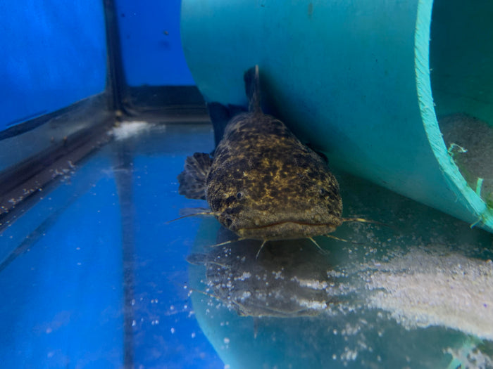 Apure Jelly Catfish (Cephalosilurus apurensis)