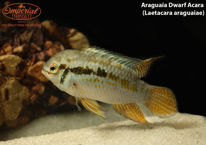 Araguaia Dwarf Acara (Laetacara araguaiae)