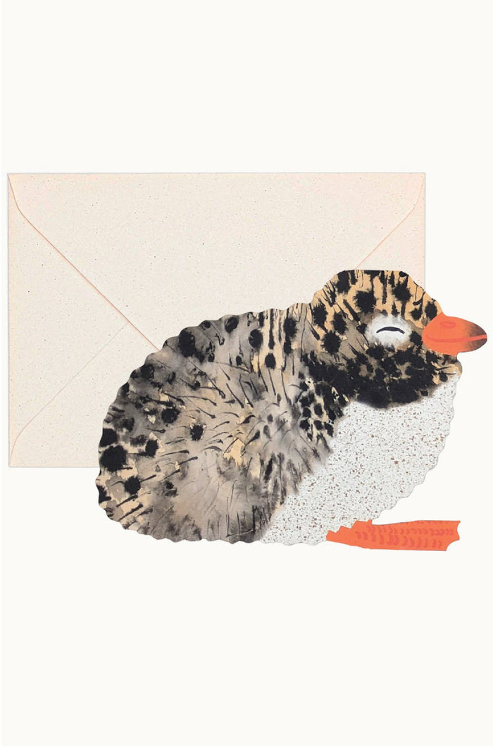 Arctic Tern Chick Greeting Card