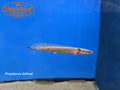 Armored Bichir (Polypterus delhezi)