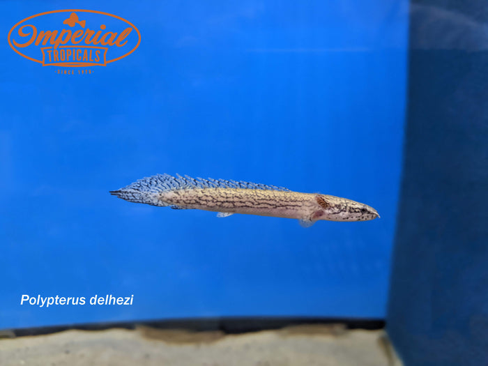 Armored Bichir (Polypterus delhezi)