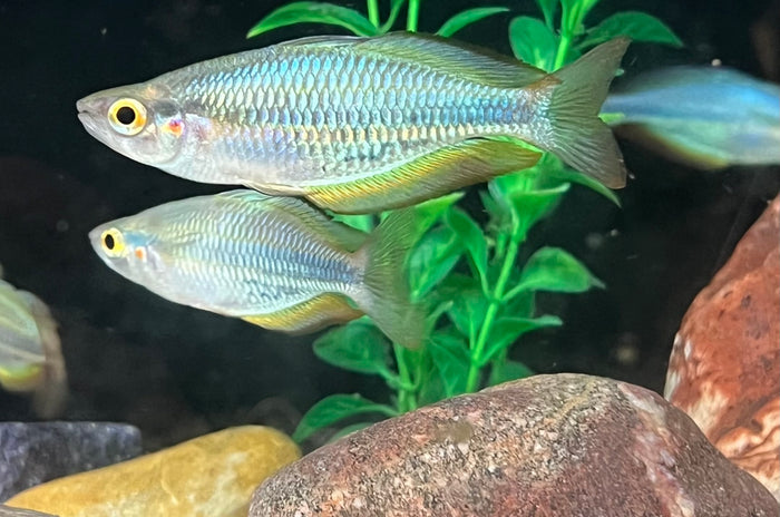 Aru Rainbowfish (Melanotaenia picta)