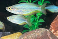 Aru Rainbowfish (Melanotaenia picta)