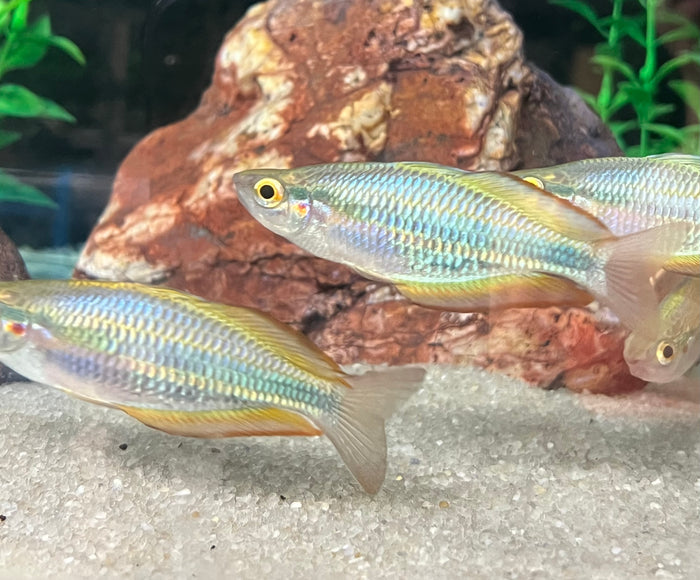 Aru Rainbowfish (Melanotaenia picta)
