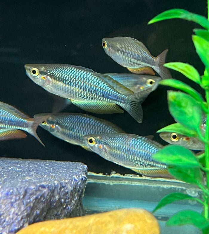 Aru Rainbowfish (Melanotaenia picta)