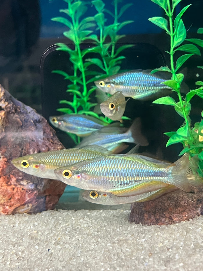 Aru Rainbowfish (Melanotaenia picta)