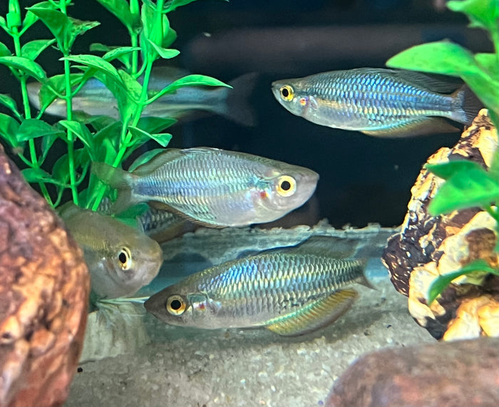 Aru Rainbowfish (Melanotaenia picta)