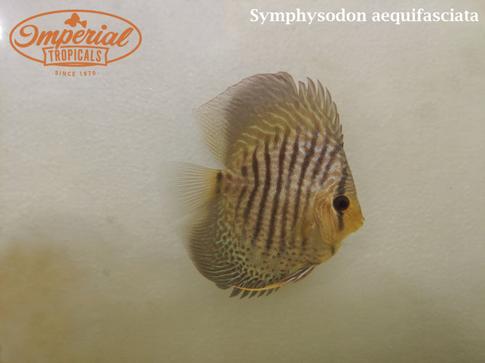 Assorted Discus (Symphysodon aequifasciata)