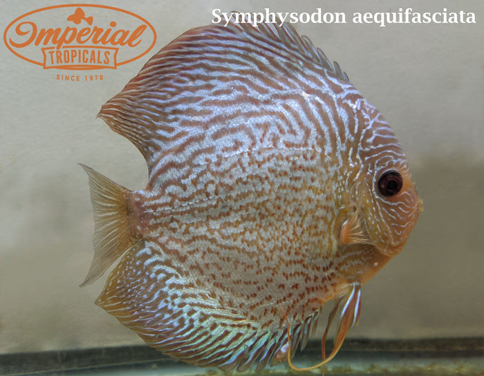 Assorted Discus (Symphysodon aequifasciata)