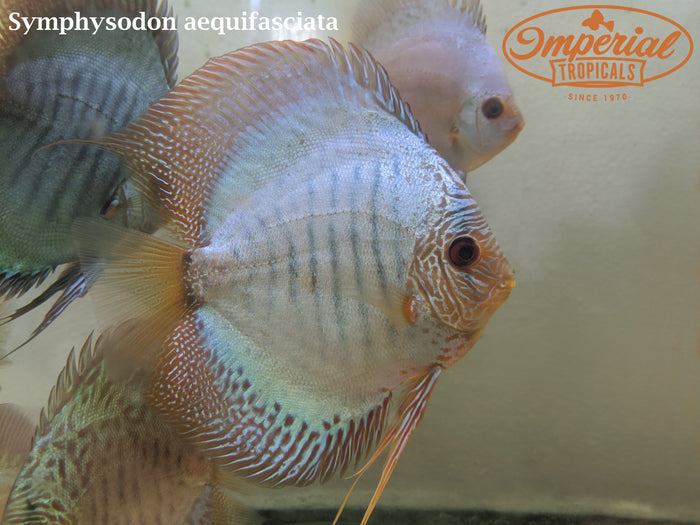Assorted Discus (Symphysodon aequifasciata)