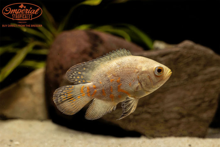 Assorted Oscar (Astronotus ocellatus)