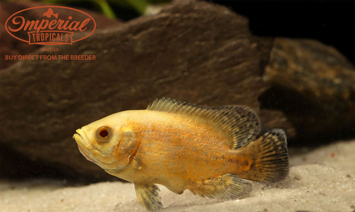 Assorted Oscar (Astronotus ocellatus)