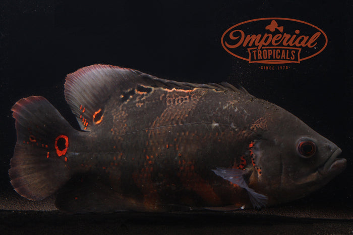 Assorted Oscar (Astronotus ocellatus)