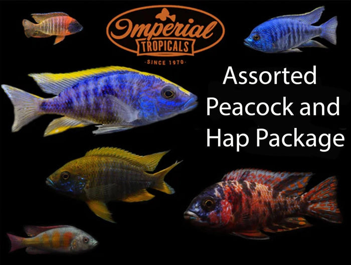 Assorted Peacock/Hap Cichlid Package