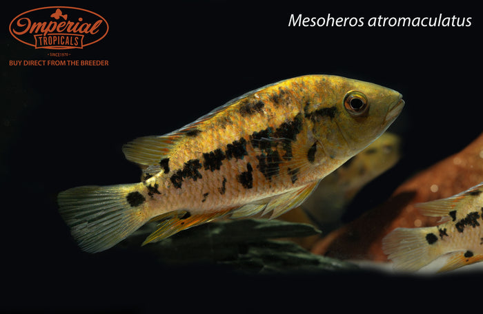 Atromaculatus Cichlid (Mesoheros atromaculatus)