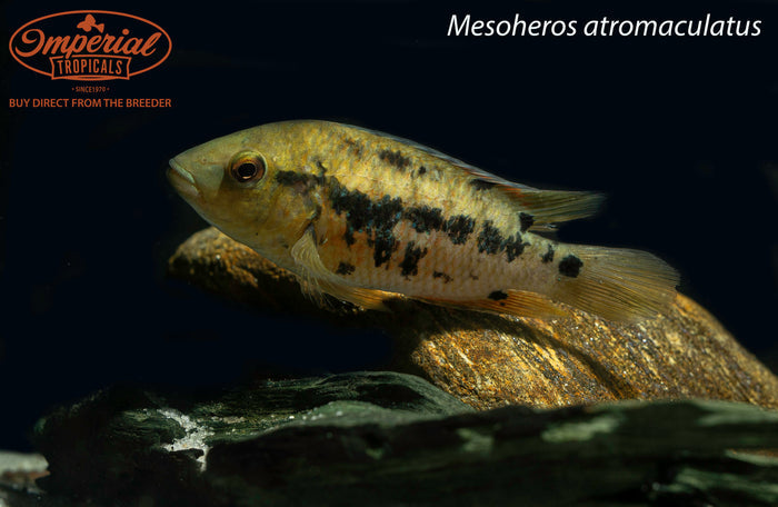 Atromaculatus Cichlid (Mesoheros atromaculatus)