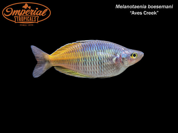 Aves Creek Boesemani Rainbowfish (Melanotaenia boesemani)
