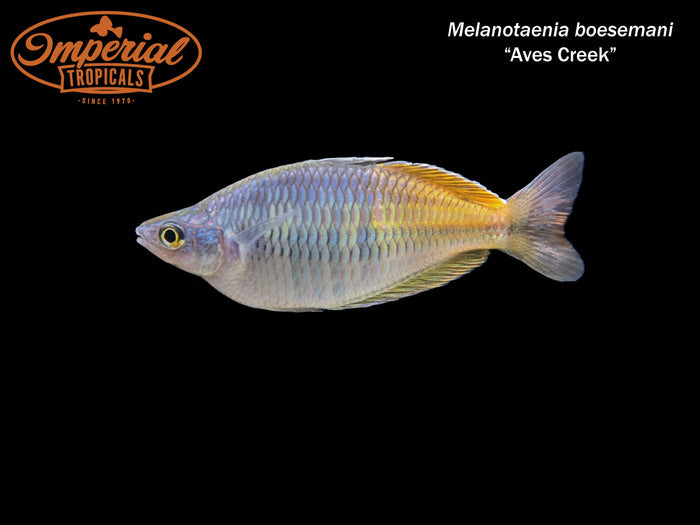 Aves Creek Boesemani Rainbowfish (Melanotaenia boesemani)
