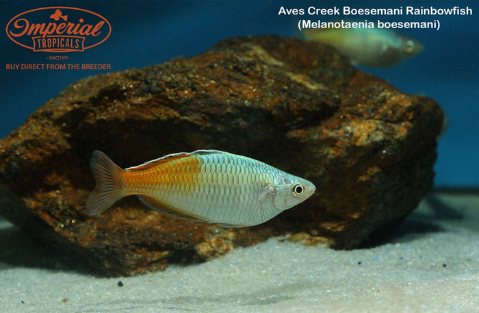 Aves Creek Boesemani Rainbowfish (Melanotaenia boesemani)