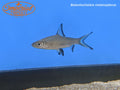 Bala Shark (Balantiocheilus melanopterus)