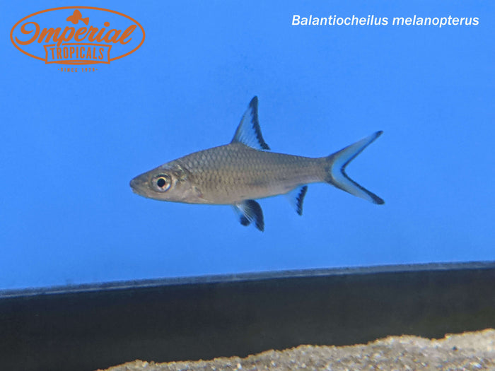 Bala Shark (Balantiocheilus melanopterus)