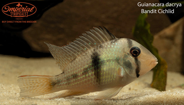 Bandit Cichlid (Guianacara dacrya)
