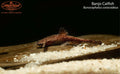 Banjo Catfish (Bunocephalus coracoideus)