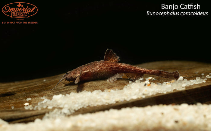 Banjo Catfish (Bunocephalus coracoideus)