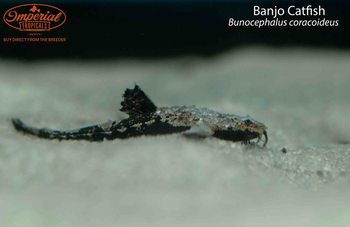 Banjo Catfish (Bunocephalus coracoideus)