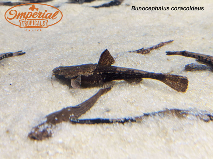 Banjo Catfish (Bunocephalus coracoideus)