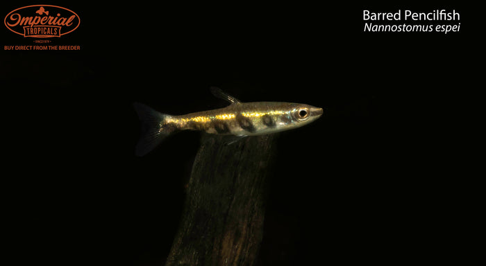 Barred Pencilfish (Nannostomus espei)