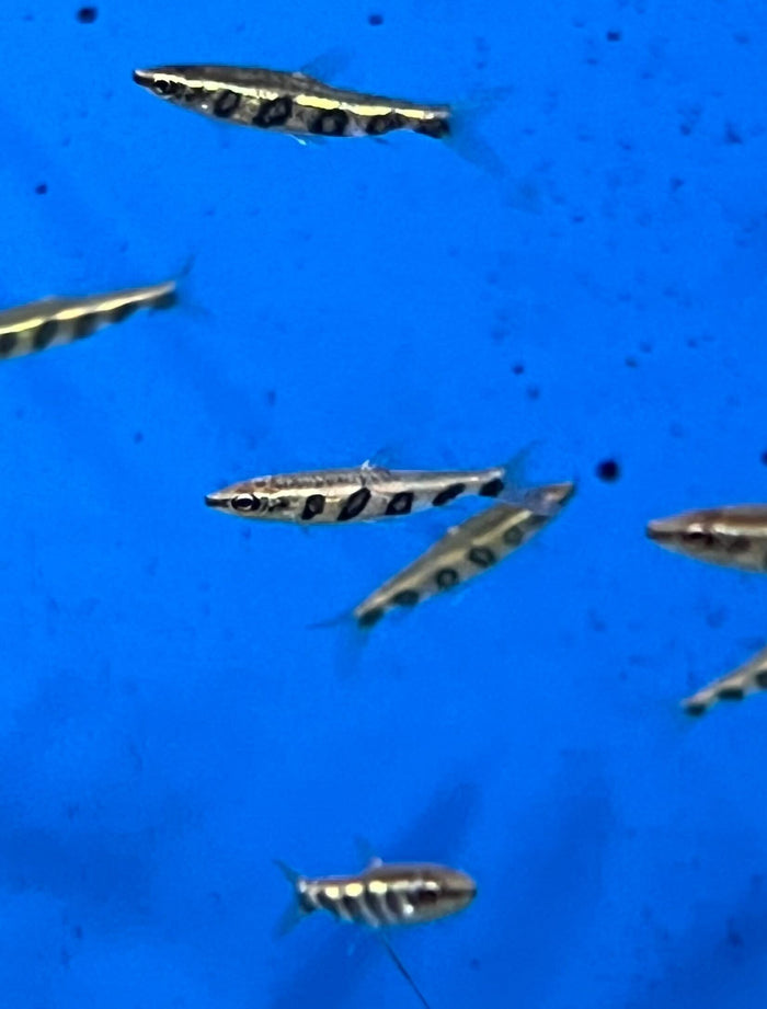 Barred Pencilfish (Nannostomus espei)