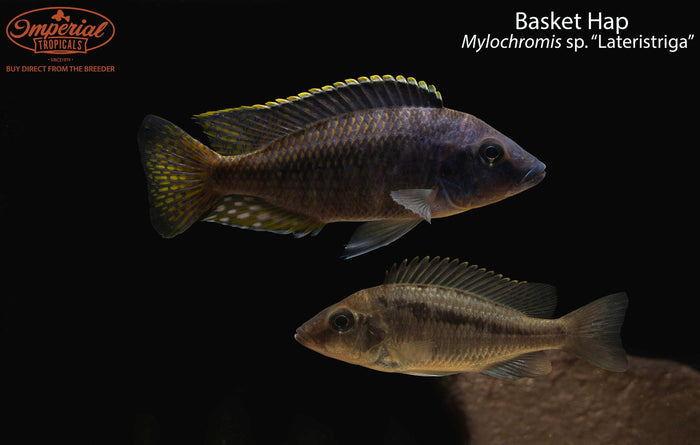 Basket Hap (Mylochromis sp. “Lateristriga”)