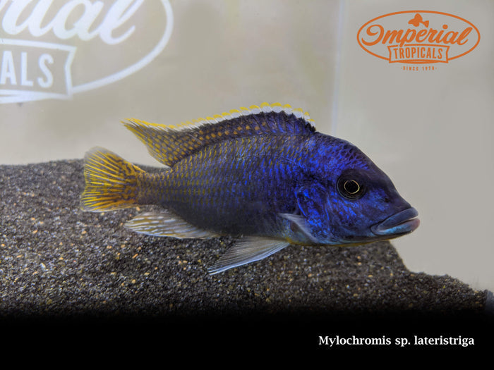 Basket Hap (Mylochromis sp. “Lateristriga”)