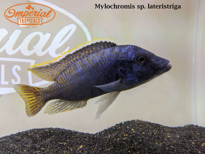 Basket Hap (Mylochromis sp. “Lateristriga”)