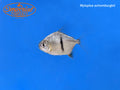 Black Barred Silver Dollar (Myloplus schomburgkii)