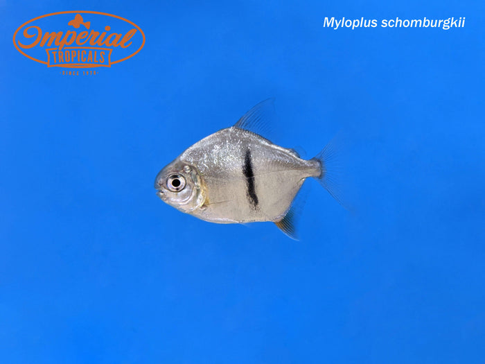 Black Barred Silver Dollar (Myloplus schomburgkii)