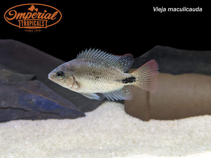 Black Belt Cichlid (Vieja maculicauda)