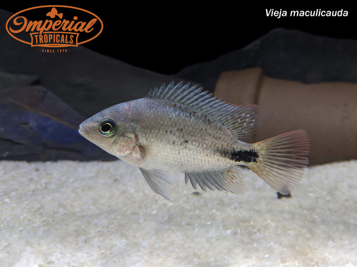 Black Belt Cichlid (Vieja maculicauda)