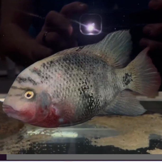 Black Belt Cichlid (Vieja maculicauda)