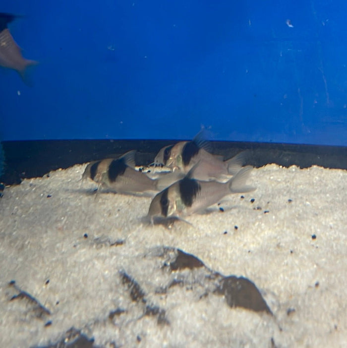 Black Diamond Hoplisoma (Hoplisoma sp. CW049)