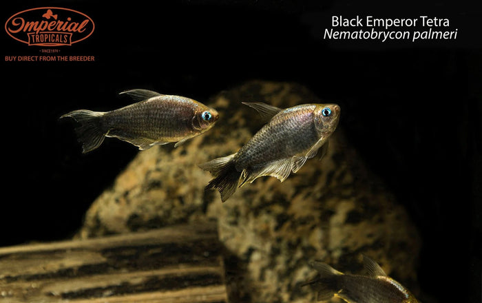Black Emperor Tetra (Nematobrycon palmeri)