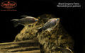 Black Emperor Tetra (Nematobrycon palmeri)