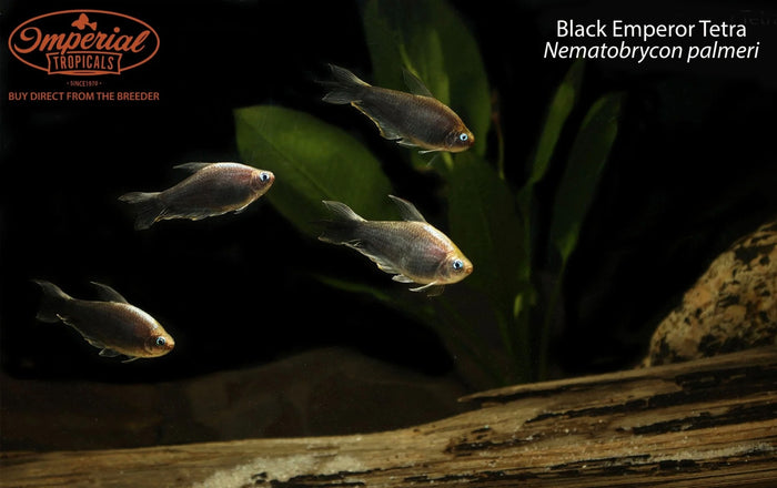 Black Emperor Tetra (Nematobrycon palmeri)