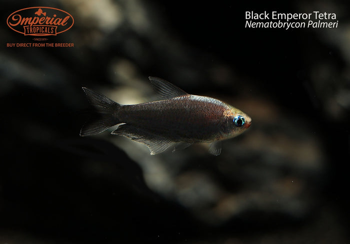 Black Emperor Tetra (Nematobrycon palmeri)